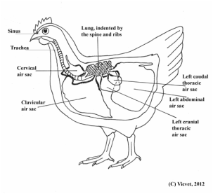 Poultry - Reid's Animalz Science
