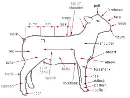 Sheep - Reid's Animalz Science